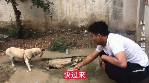 河南网红狗,萌宠界的明星风采