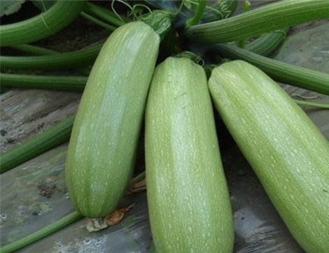 甜蜜瓜囊可以吃吗,揭秘其食用安全与美味享受