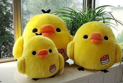 网红小鸡崽哪里批发的,热门宠物批发渠道大起底