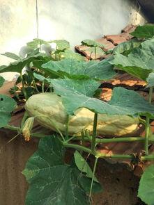 有叶子可以吃的瓜,盘点那些可食叶子的美味瓜类