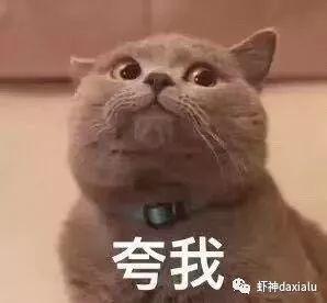 网红猫黑白,黑白喵星人的网红传奇