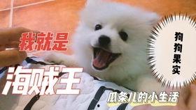 博美可以吃瓜吗,瓜类水果的适宜摄入