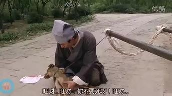 喊狗网红,揭秘网络红人的魅力与影响力