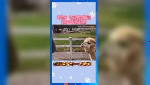 吃瓜群众娱乐素材网站,吃瓜群众独家娱乐素材大揭秘