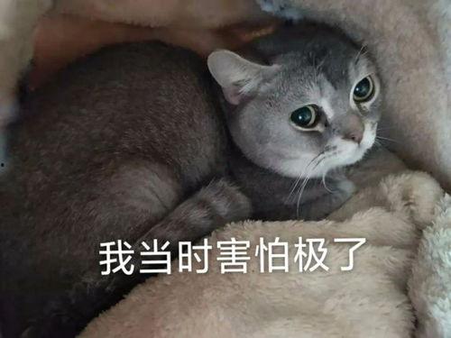 喵星娱乐吃瓜群众是谁,揭秘“吃瓜群众”背后的神秘力量