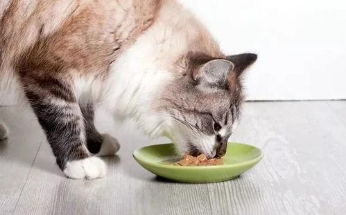 娱乐吃瓜酱丹麦猫咪,娱乐吃瓜酱的萌宠日常